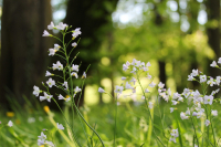 Ganz in Weiß - Dinner im Schlosspark
